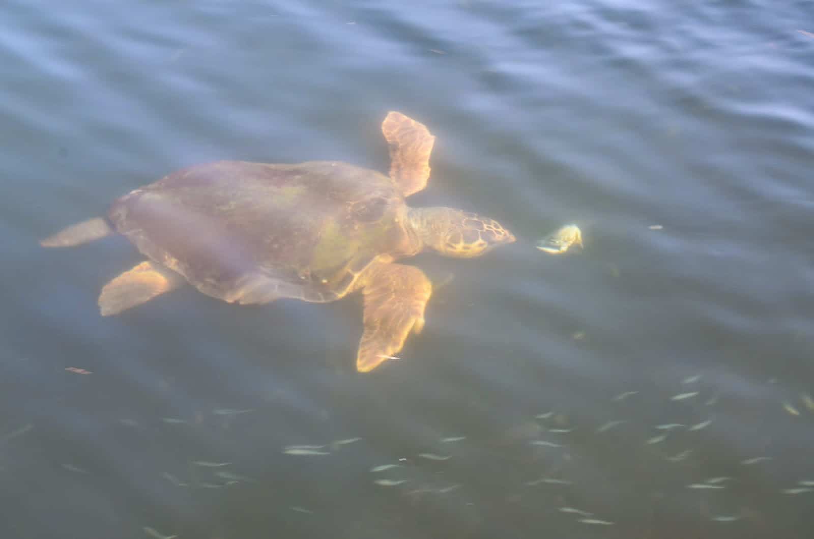 Loggerhead turtle on the Dalyan River Delta in Turkey