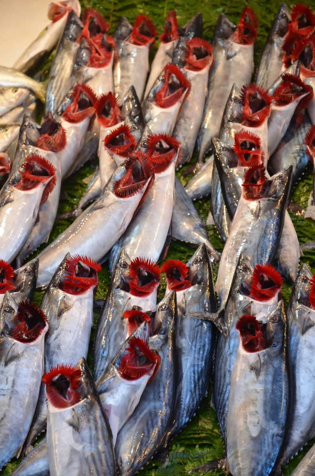 Fresh fish at Üsküdar Fishermen's Market