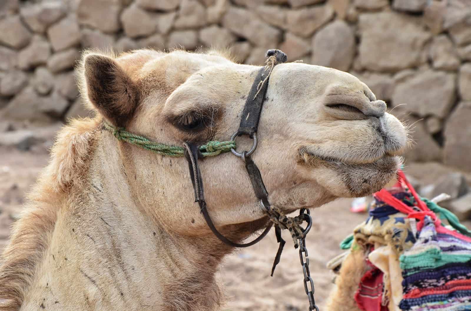 Camel at Abu Galom in Sinai, Egypt
