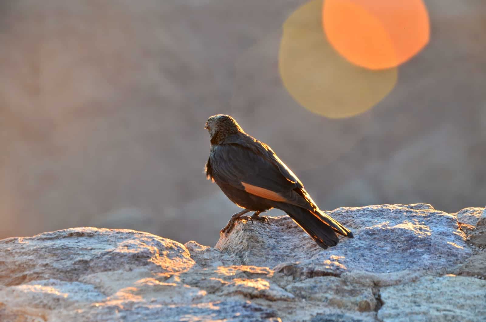 A bird on Mount Sinai, Egypt