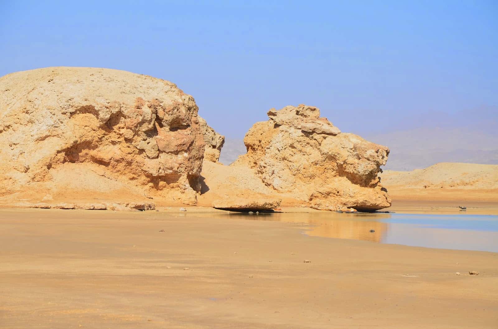 Sleeping lion at Ras Mohammad National Park in Sinai, Egypt
