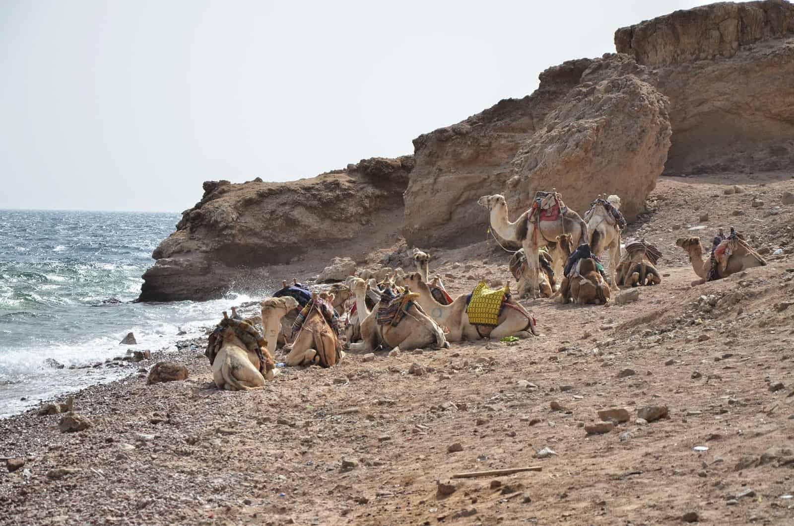 Camels on the beach at Abu Galom in Sinai, Egypt