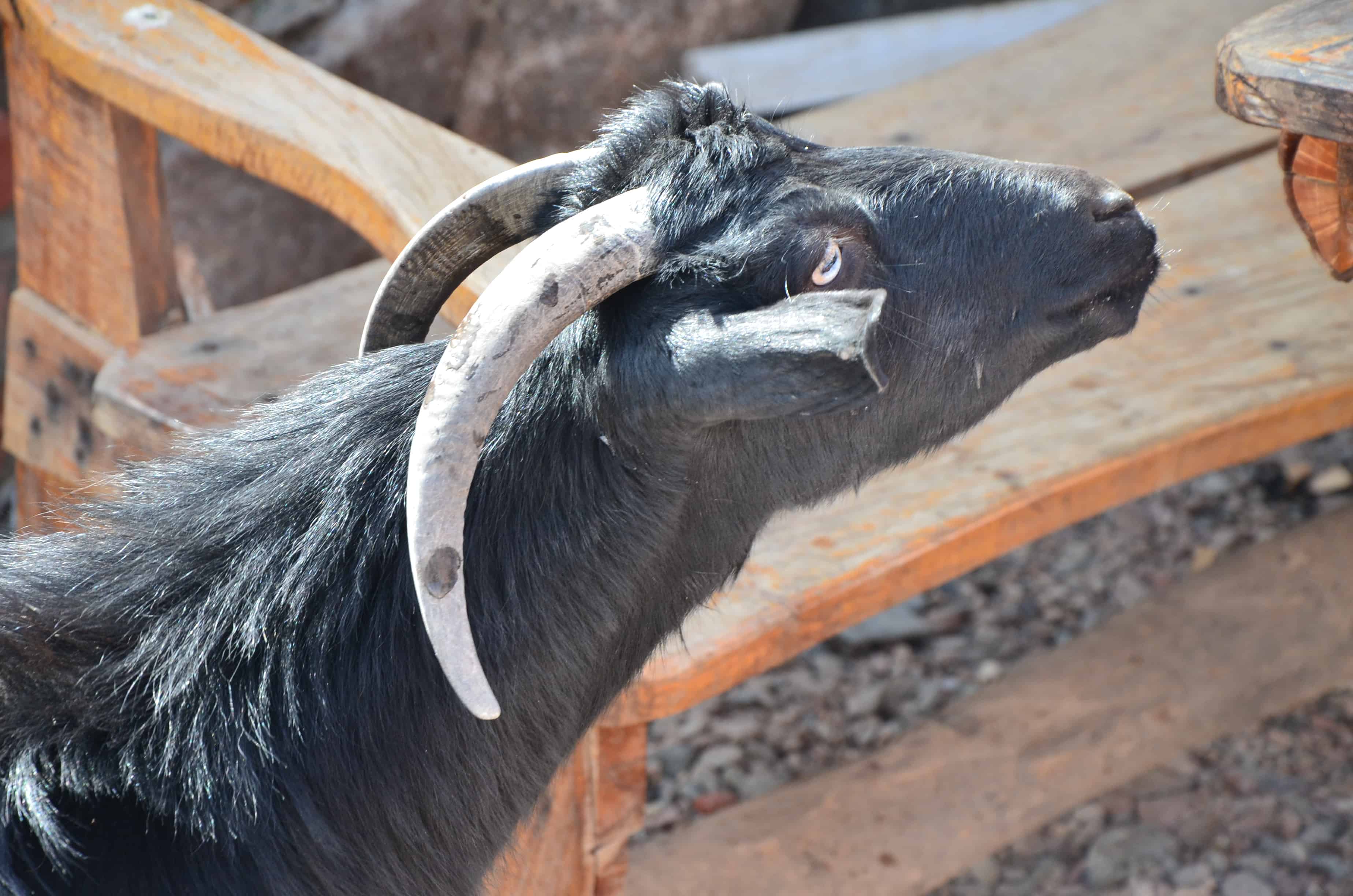 Outpost goat in Sinai, Egypt