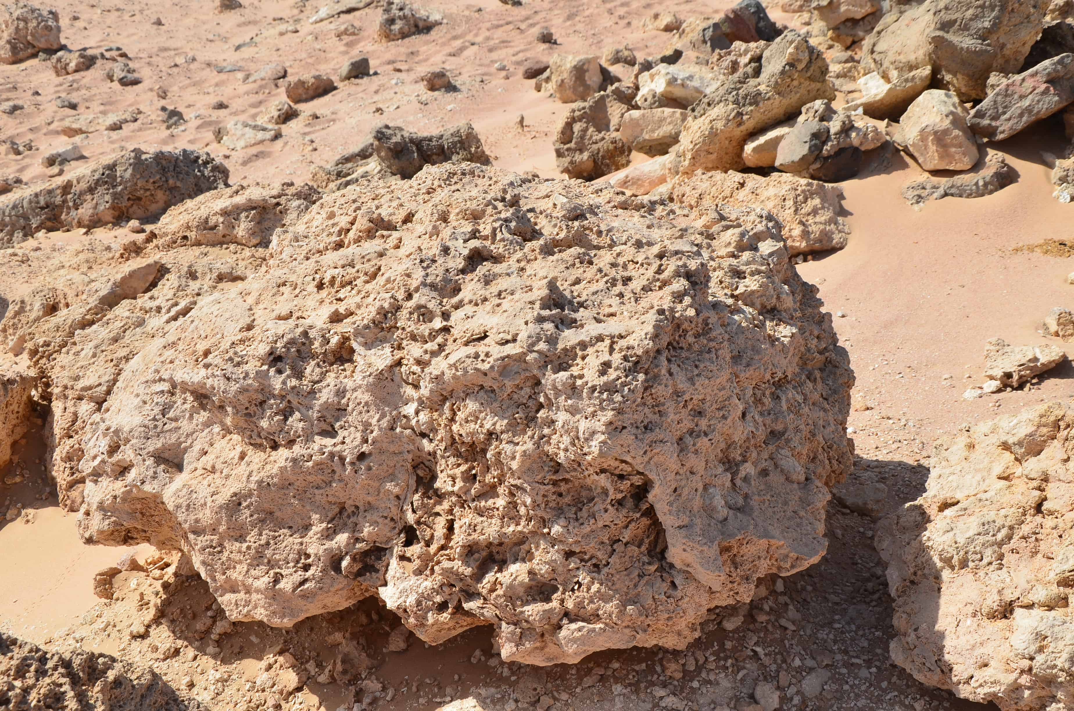 Dead coral at Ras Mohammad National Park in Sinai, Egypt