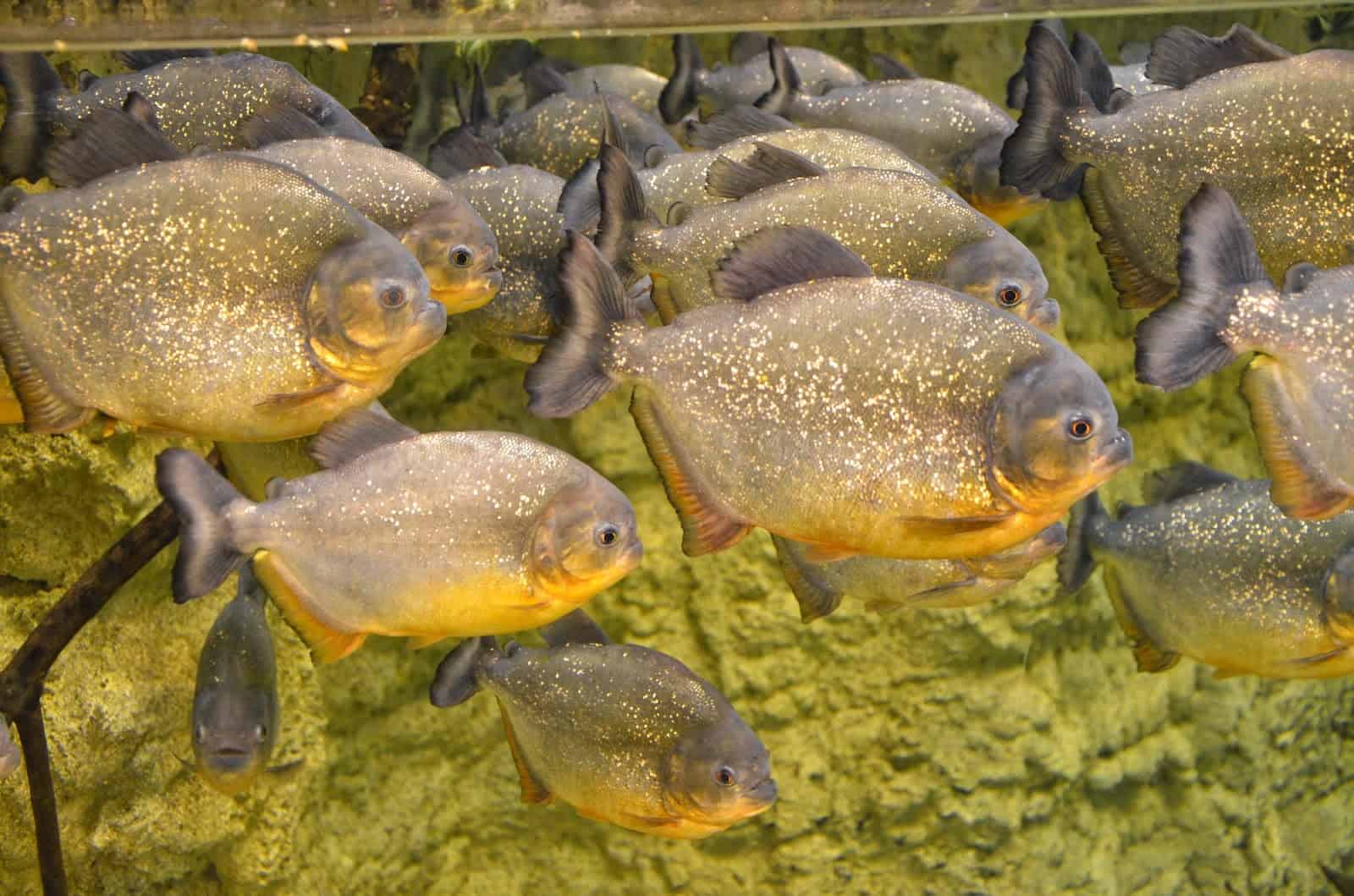 Piranhas at Istanbul Aquarium in Florya, Istanbul, Turkey