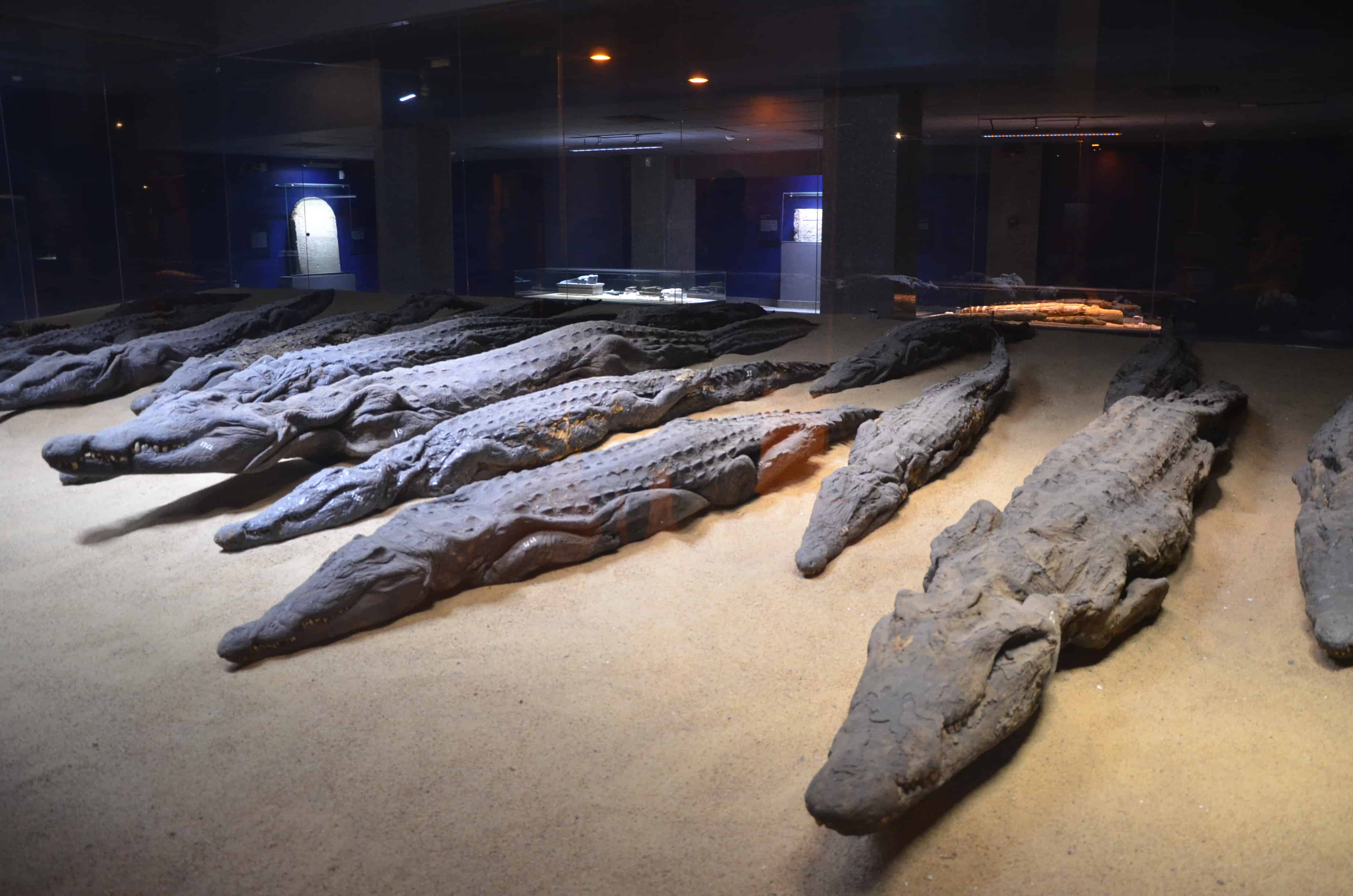 Crocodile Museum at Kom Ombo, Egypt