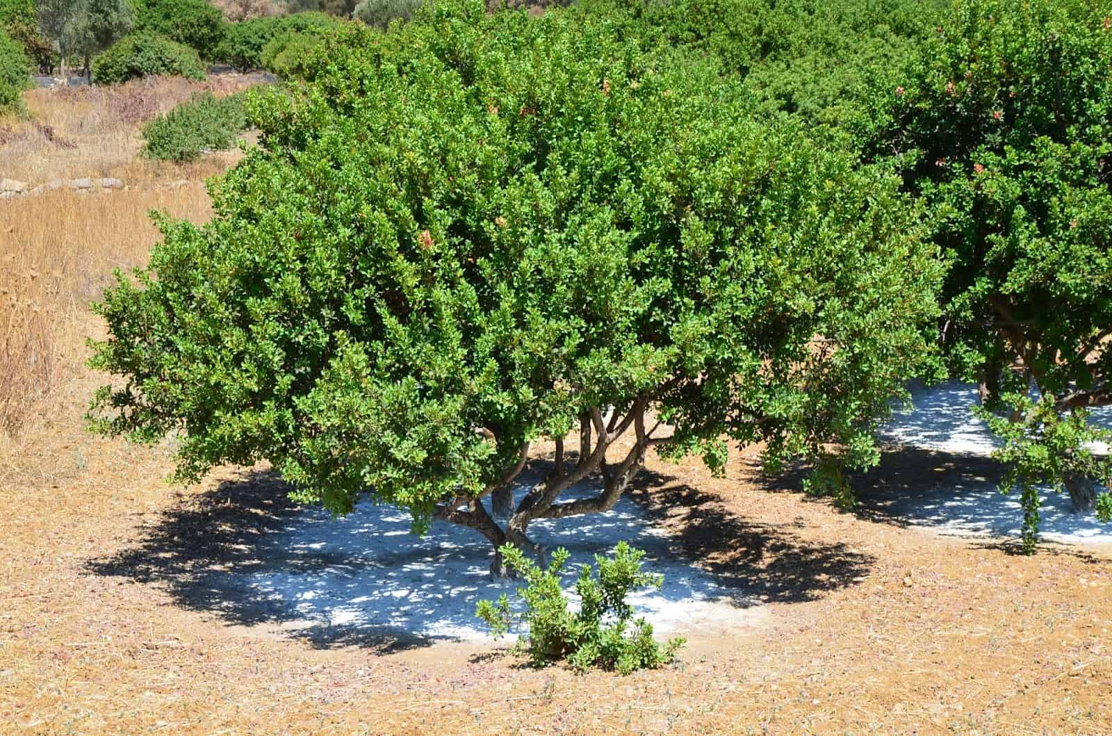 Mastiha tree in Chios, Greece