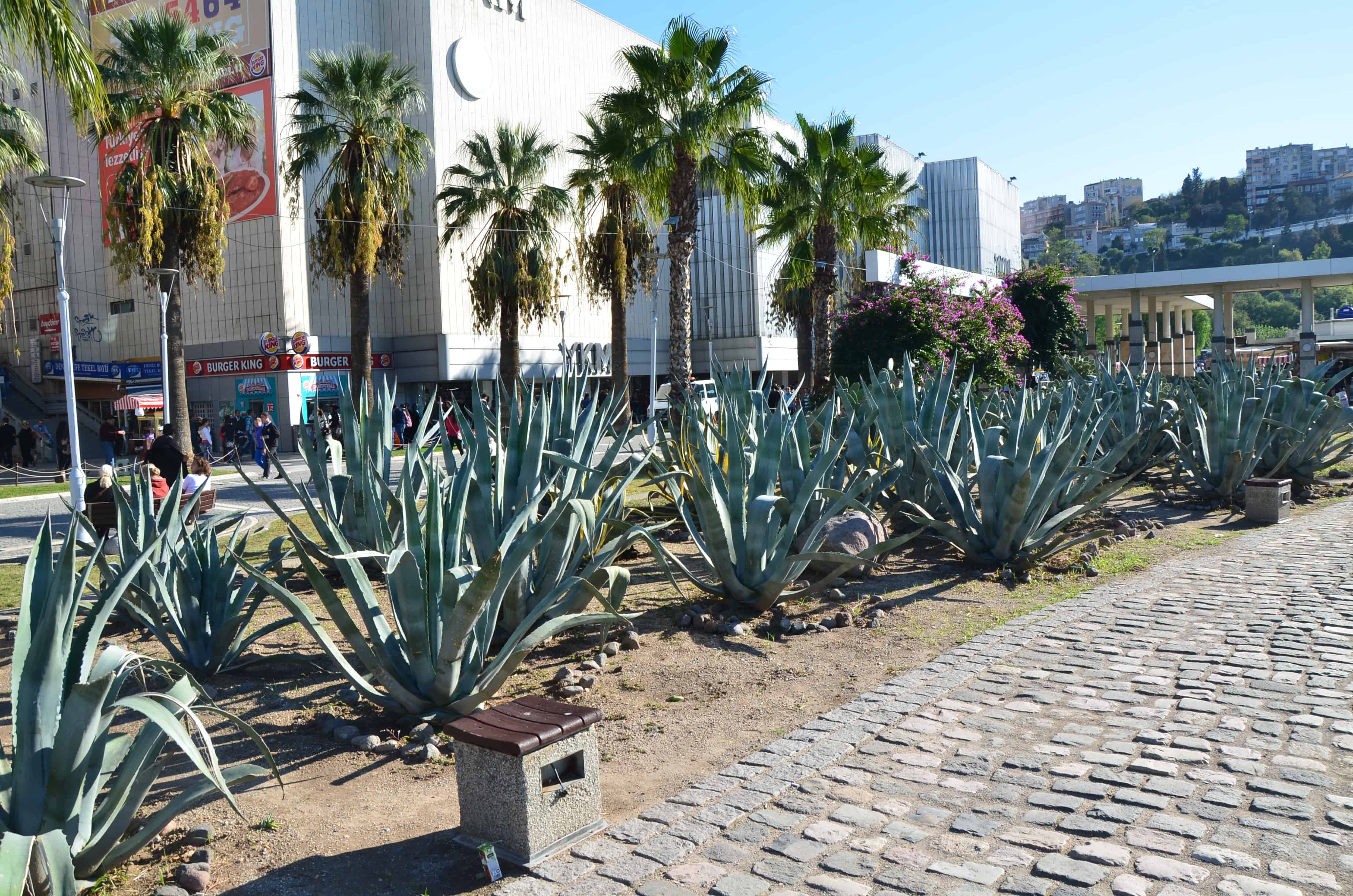 Cactus garden in Izmir, Turkey