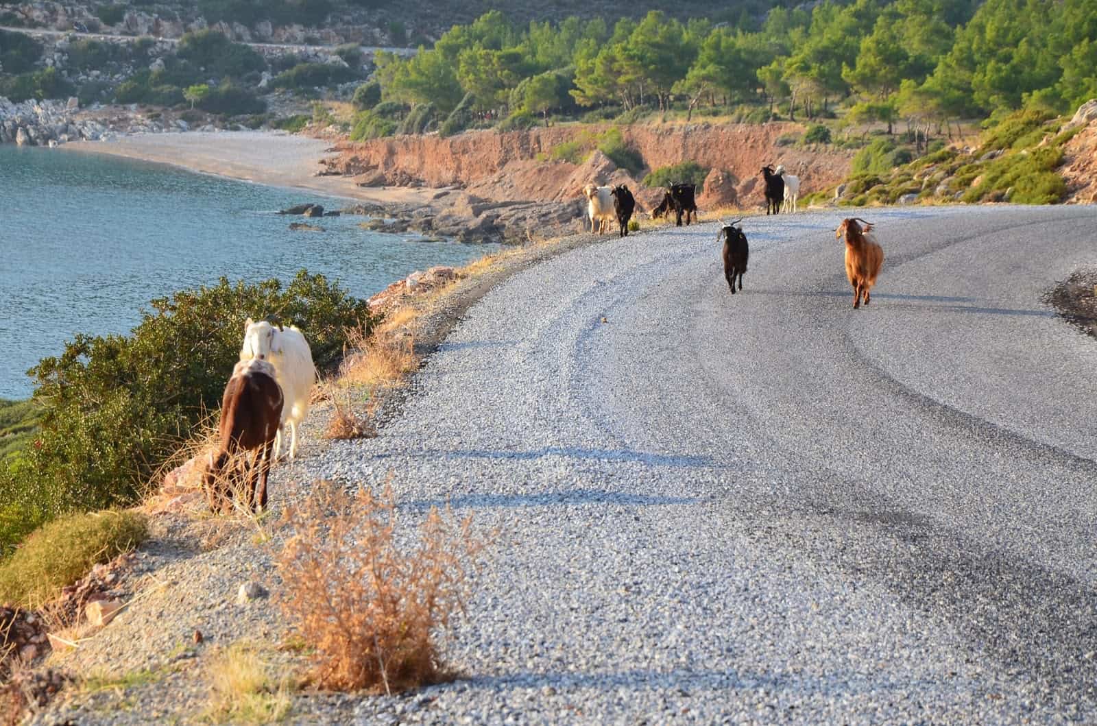 Goat traffic on Datça Peninsula, Turkey