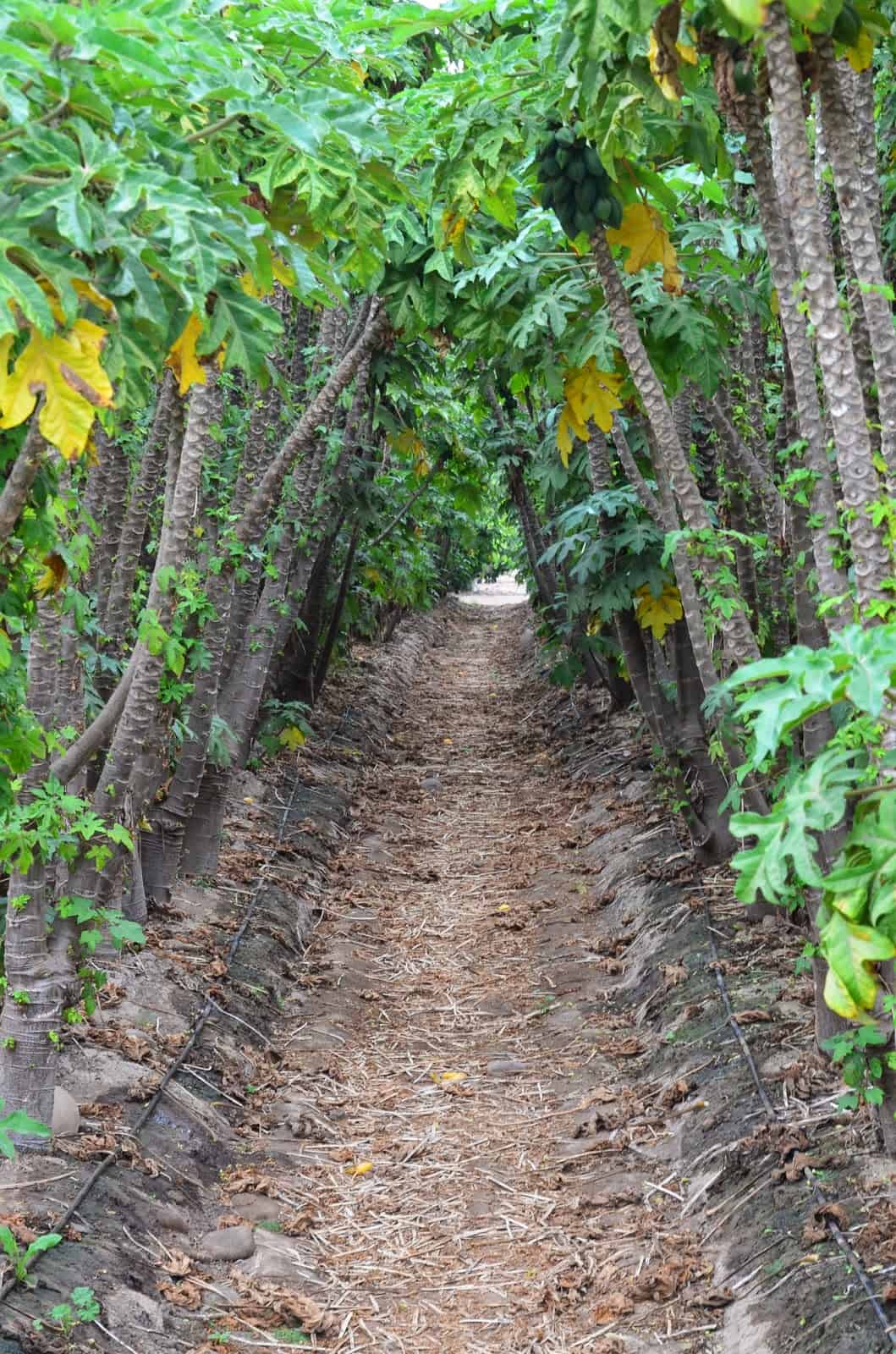 Papaya grove in Elqui Valley, Chile