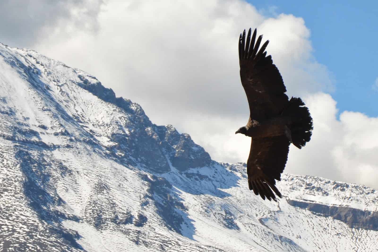 Condor at Valle Nevado, Chile