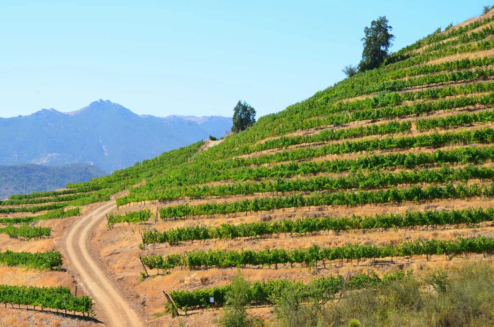 A path through the vineyard at Viña Santa Cruz in Colchagua Valley, Chile