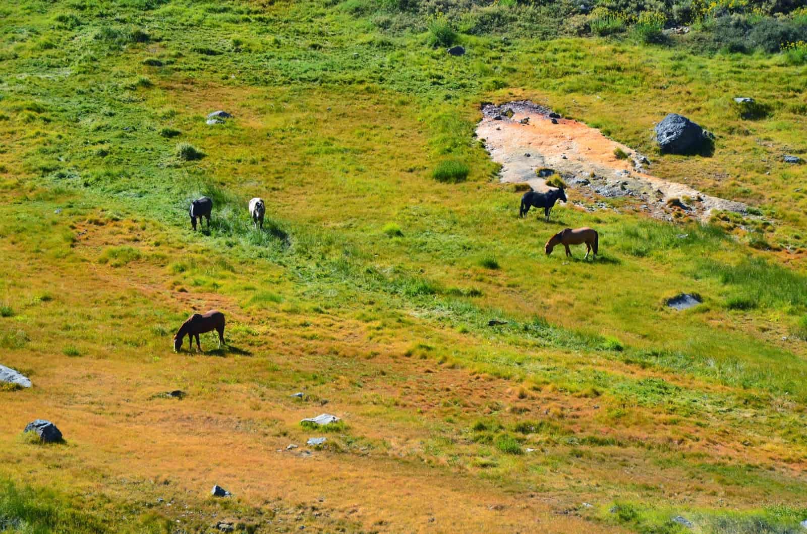 Wild horses at El Morado, Cajón del Maipo, Chile