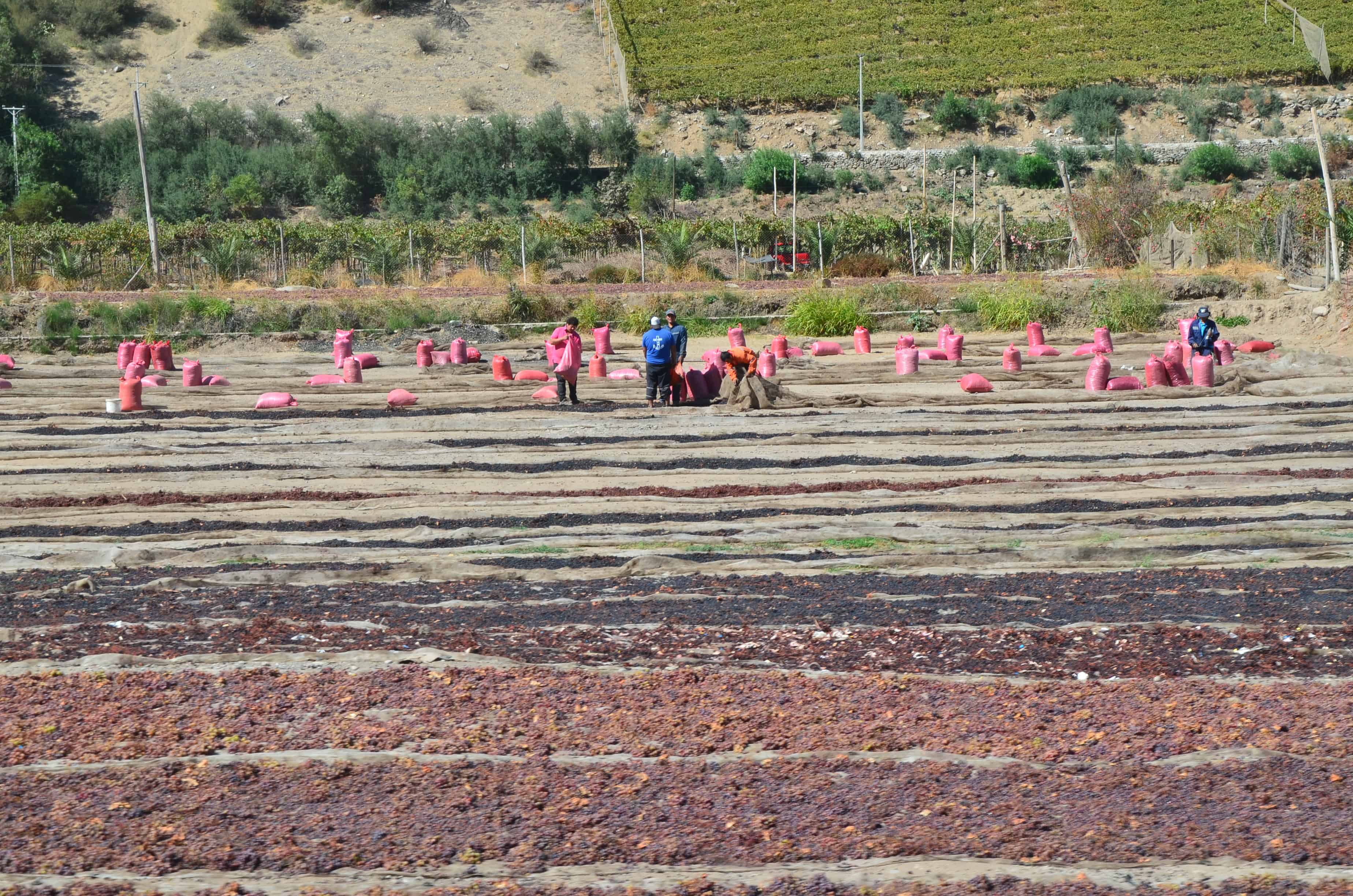 Grape harvest in Elqui Valley, Chile