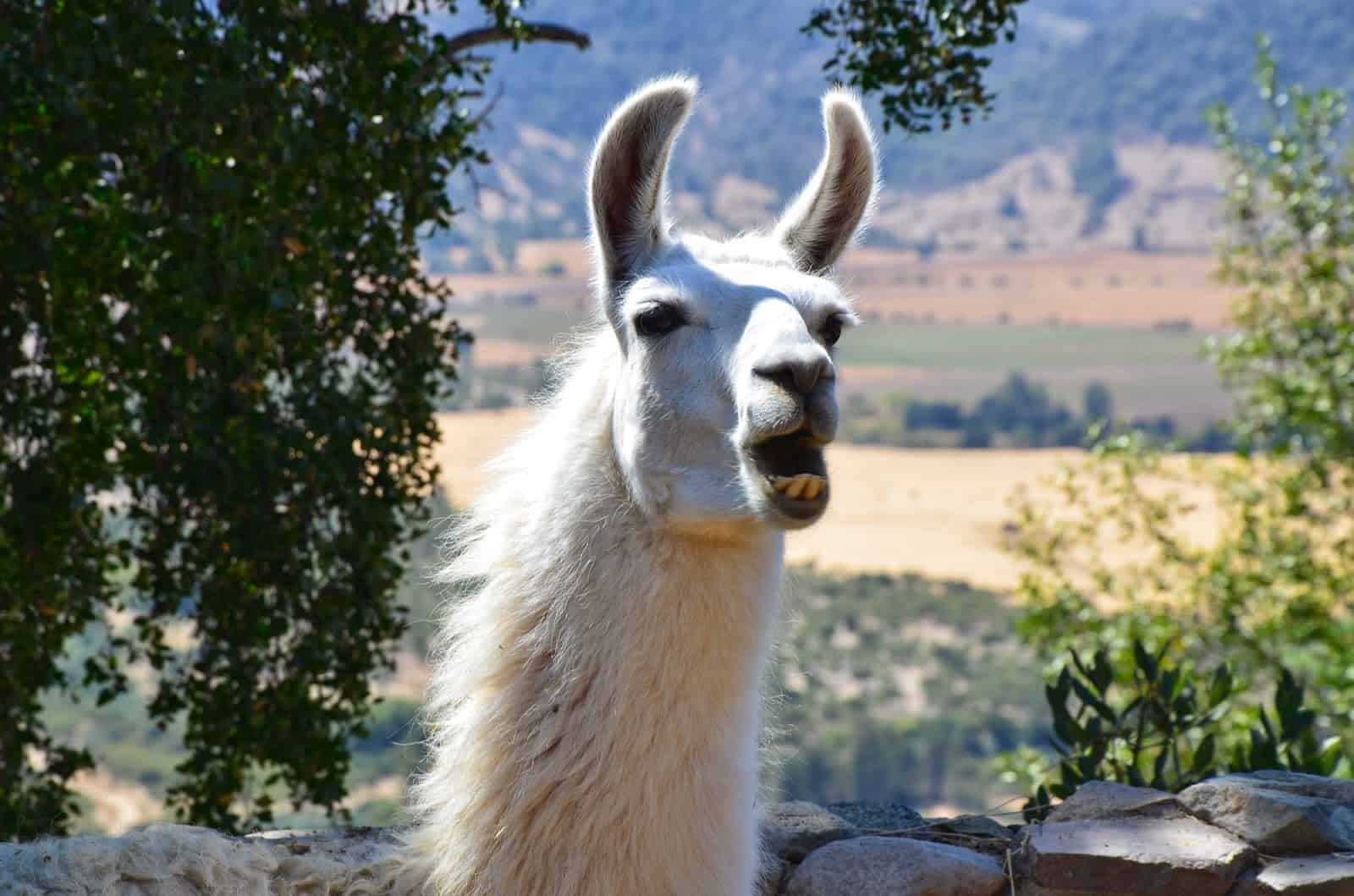 Llama at Viña Santa Cruz in Colchagua Valley, Chile
