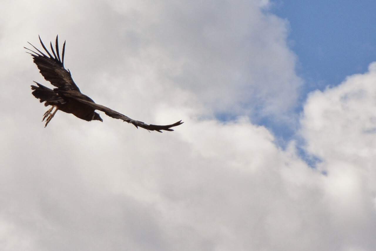 A condor flying through the sky at Valle Nevado, Chile