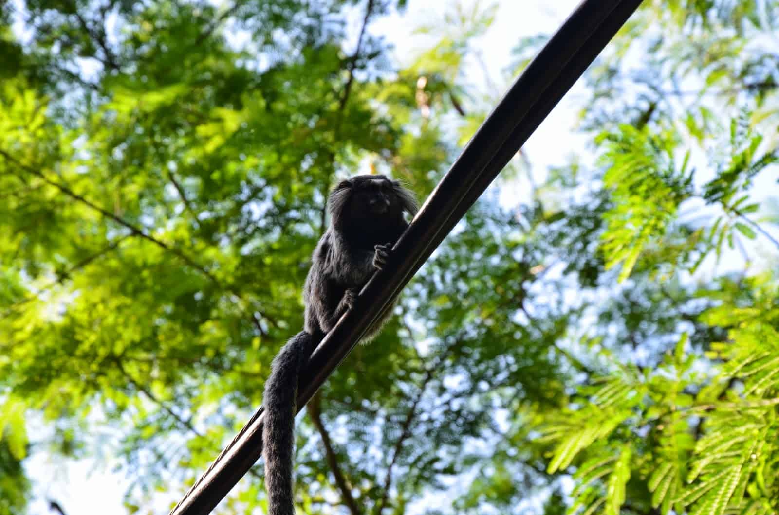 Monkey on Morro do Leme in Rio de Janeiro, Brazil