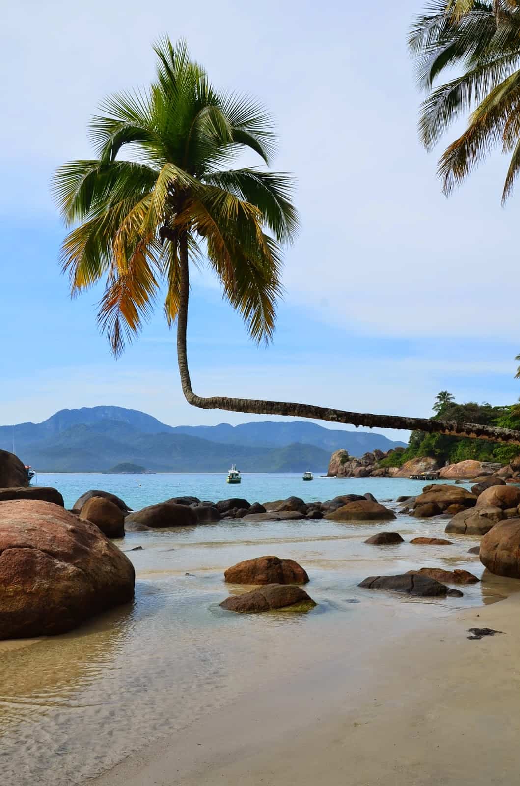 A unique palm at Aventureiro Beach, Ilha Grande, Brazil