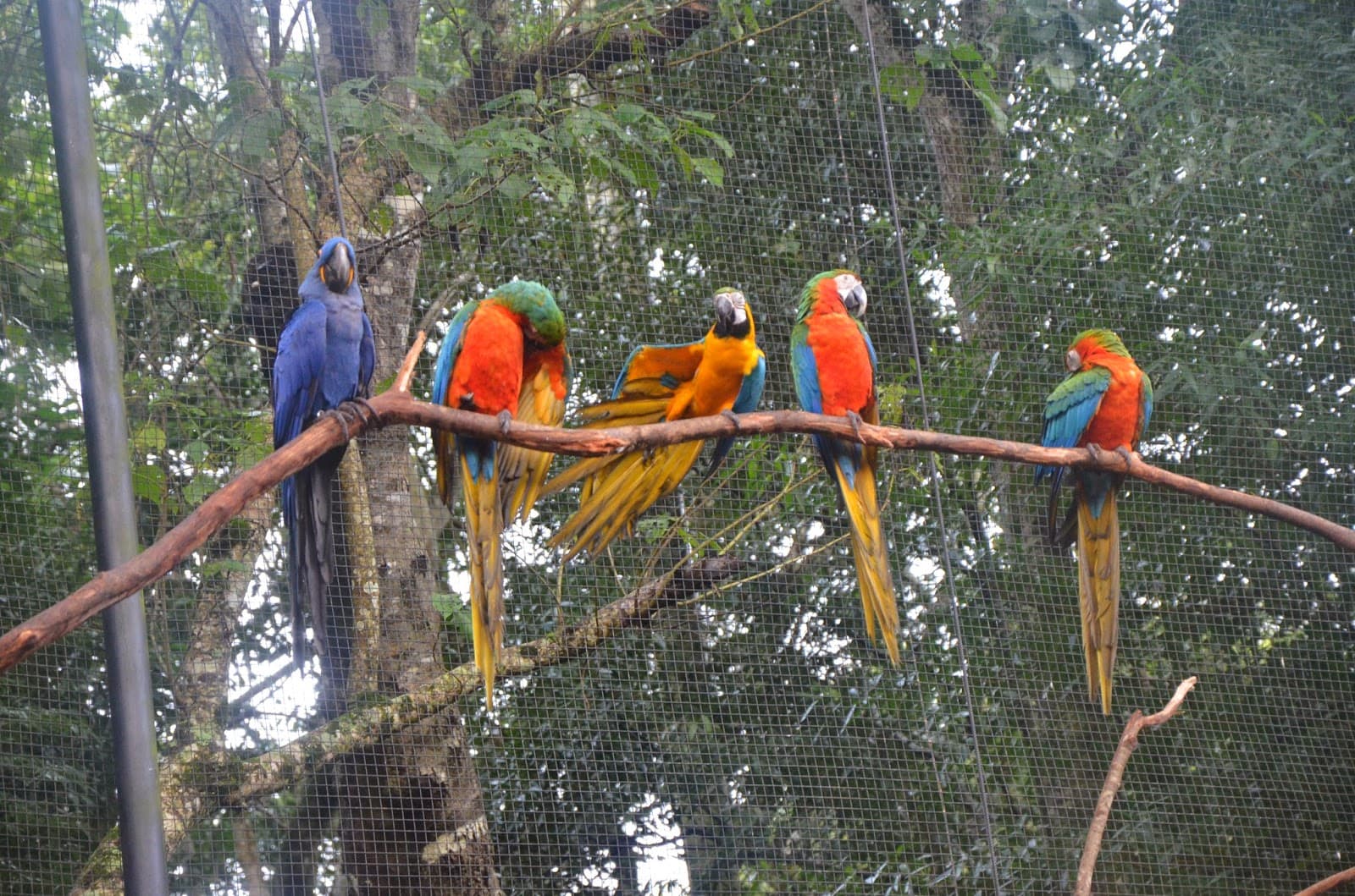Parque das Aves in Foz do Iguaçu, Brazil