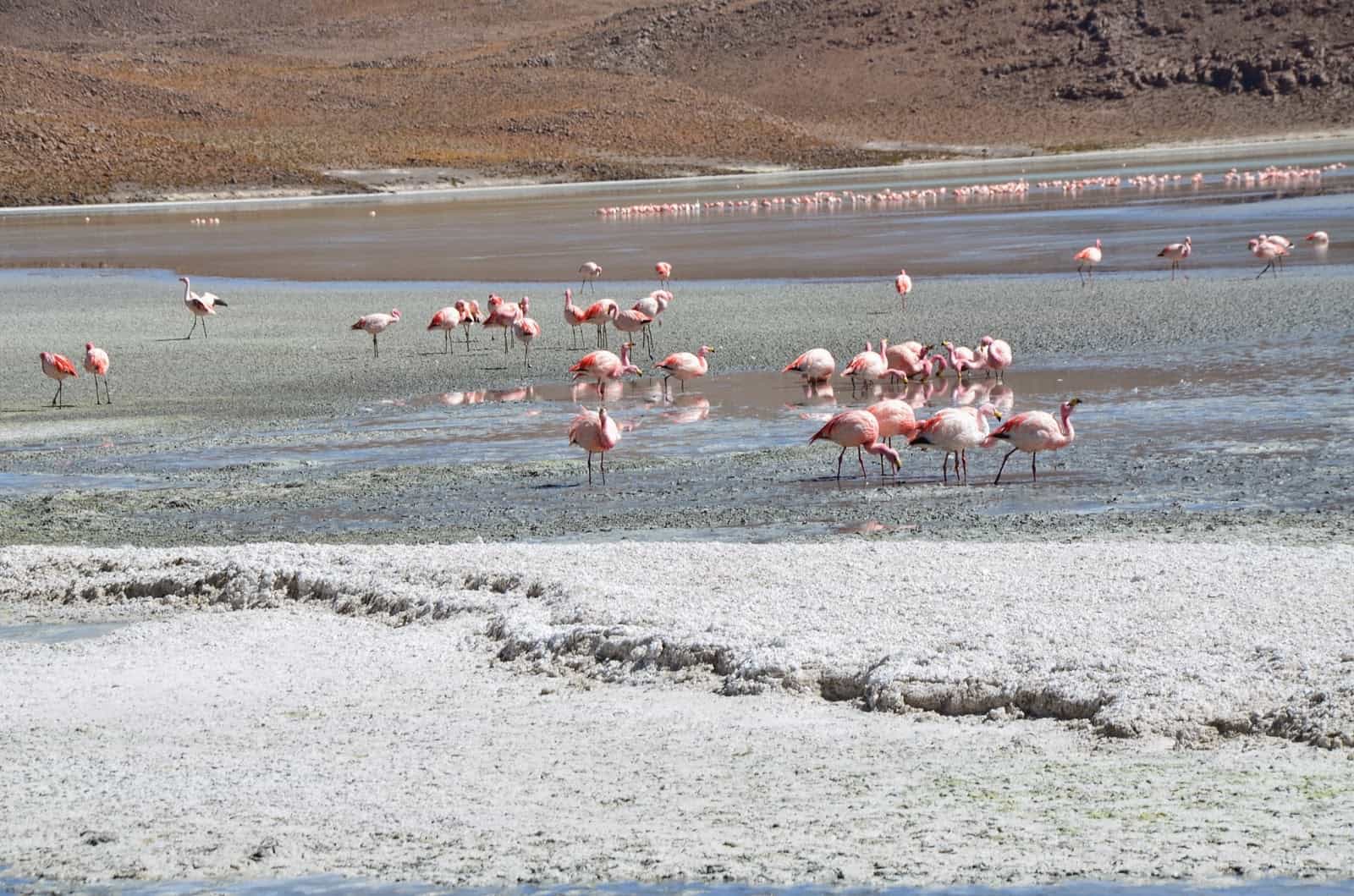 Laguna Hedionda at Reserva Nacional de Fauna Andina Eduardo Abaroa, Bolivia