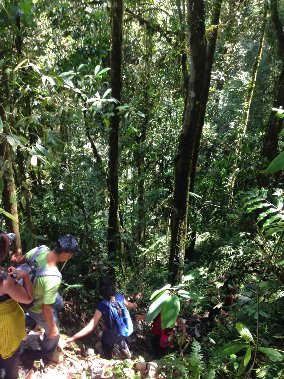 A steep downhill climb at Parque Municipal Natural Santa Emilia, Belén de Umbría, Risaralda, Colombia