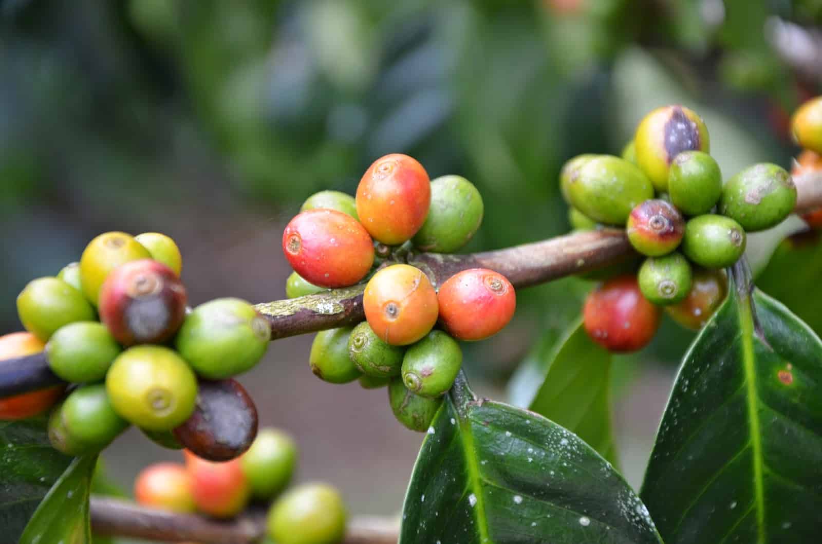 Parque del Cafe in Armenia, Quindio, Colombia — Nate In Yo' State