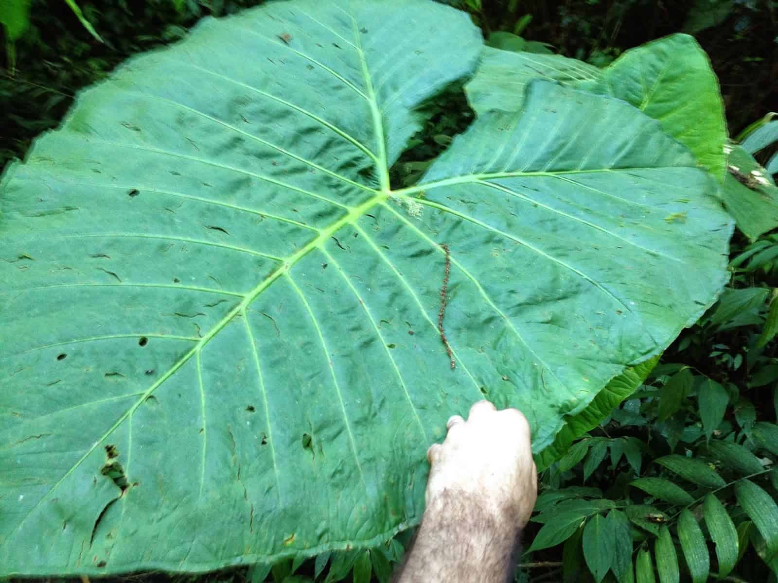 A gigantic leaf at Parque Municipal Natural Santa Emilia, Belén de Umbría, Risaralda, Colombia