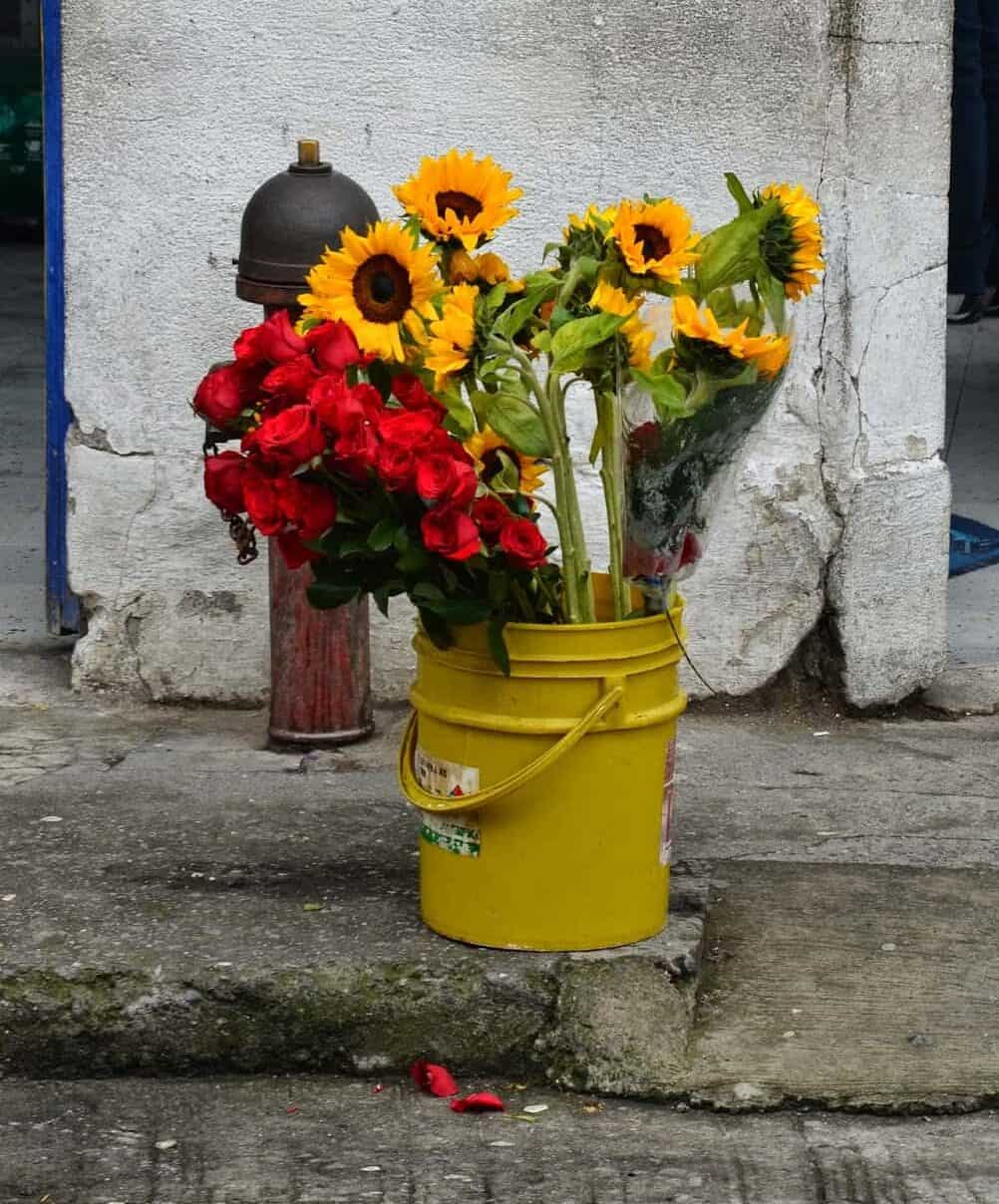 Flowers in Filandia, Quindío, Colombia