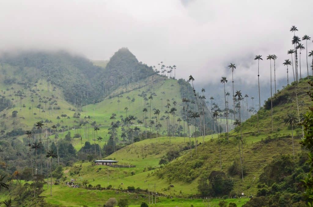 Cocora Valley, Quindío, Colombia