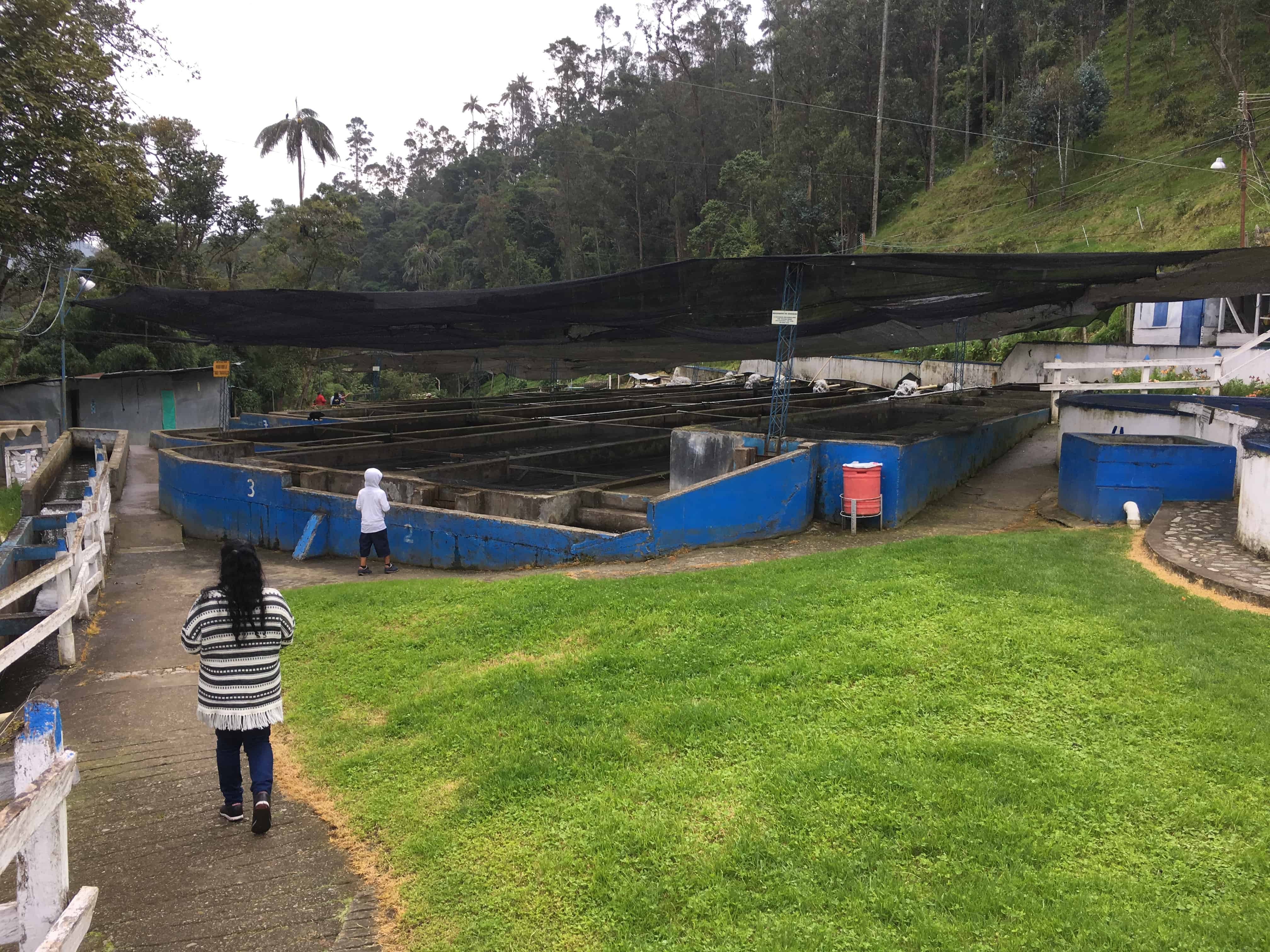 Trout hatchery in Cocora Valley, Quindío, Colombia