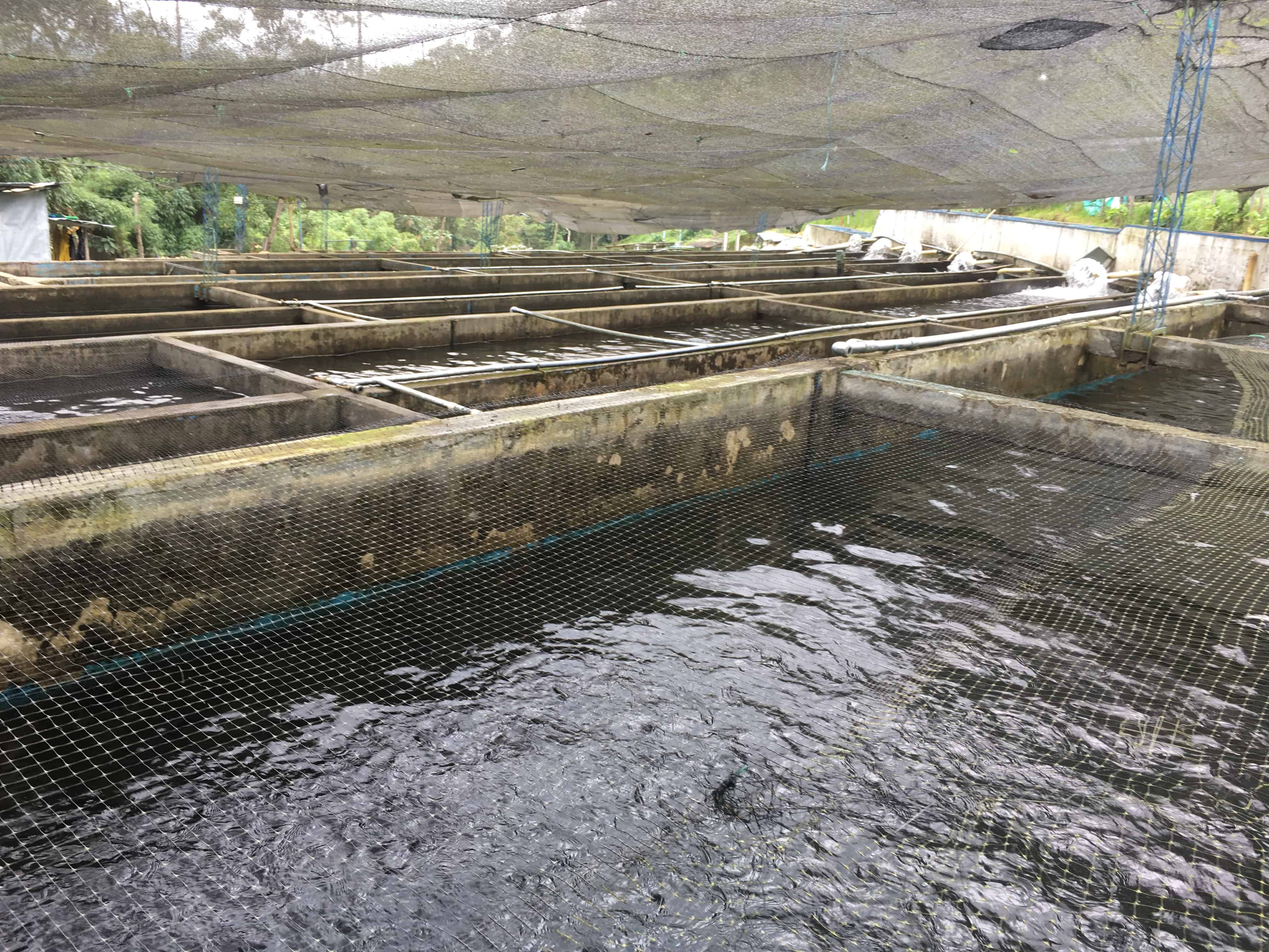 Trout hatchery in Cocora Valley, Quindío, Colombia