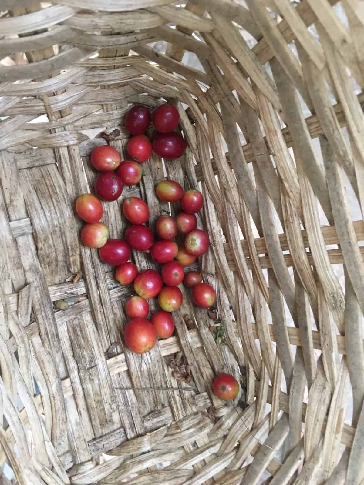 Coffee cherries at Finca El Ocaso near Salento, Quindío, Colombia