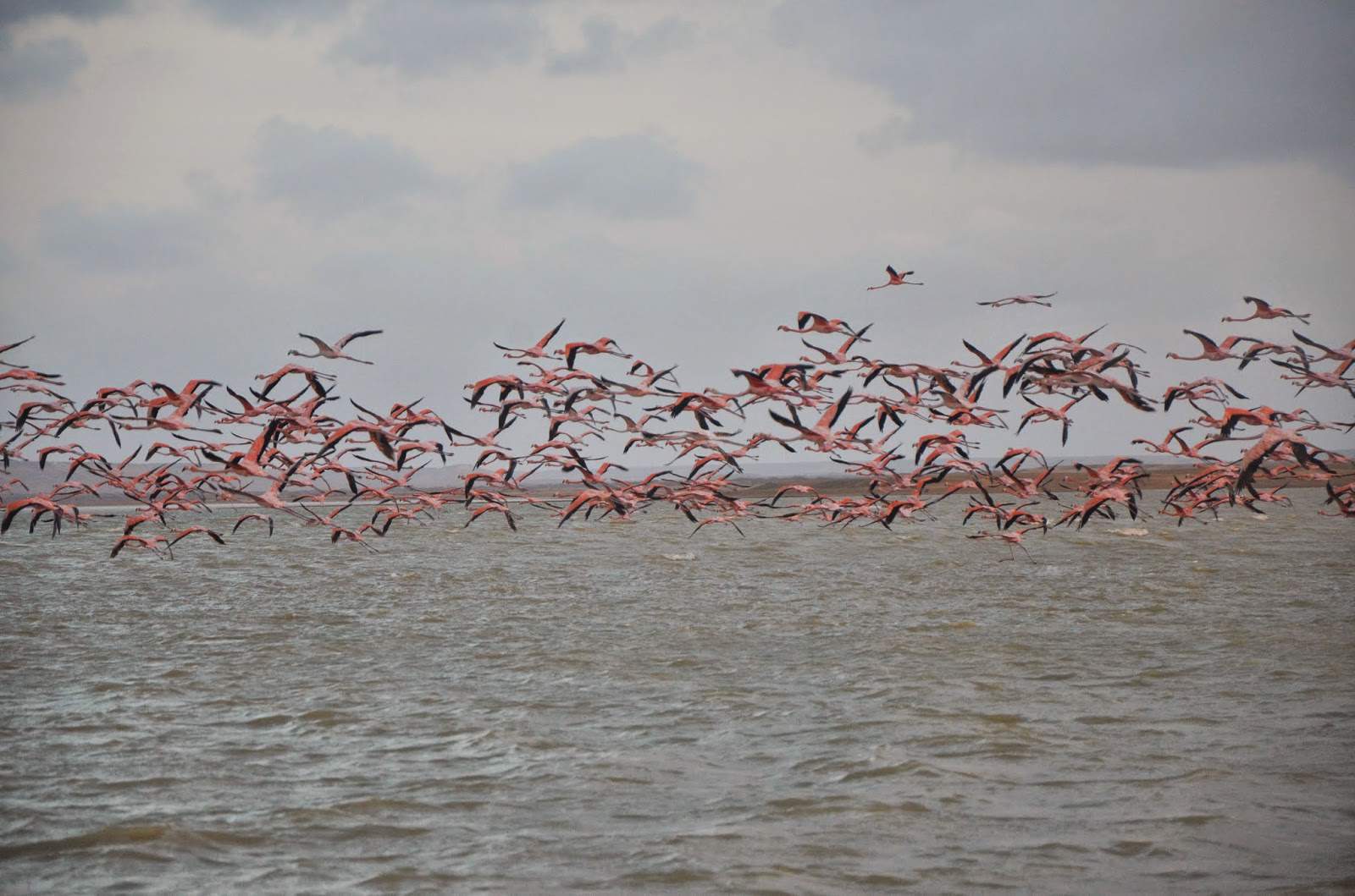 Flamingos on Bahía Hondita at Punta Gallinas, La Guajira, Colombia