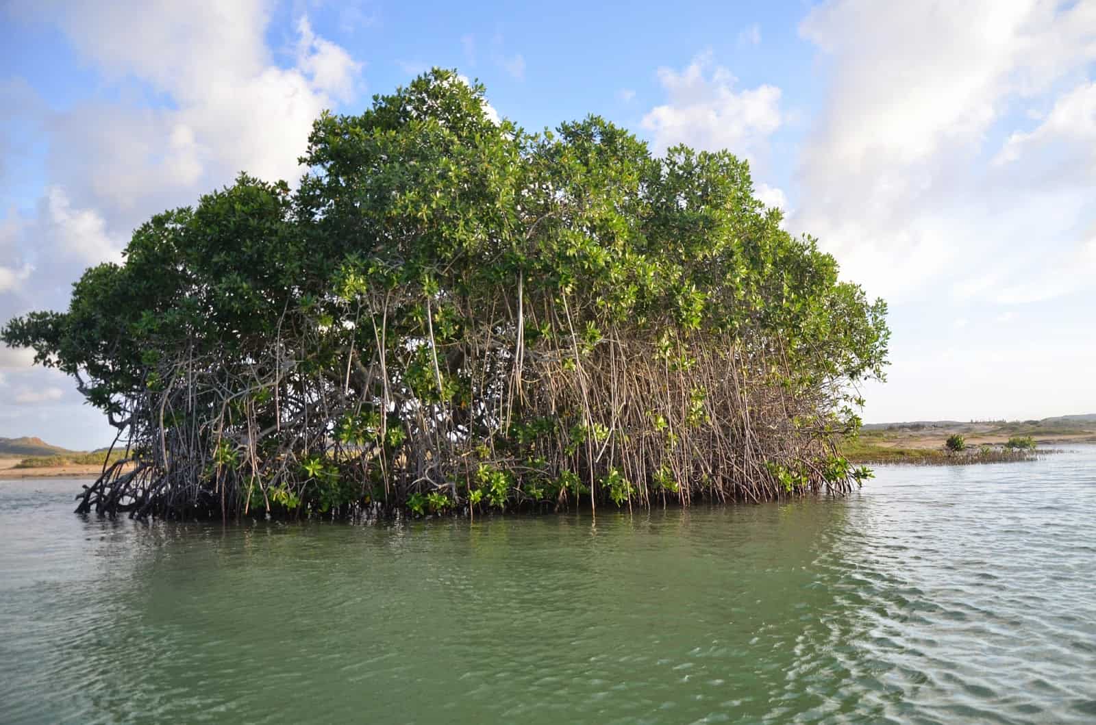Mangrove trees at Punta Gallinas, La Guajira, Colombia