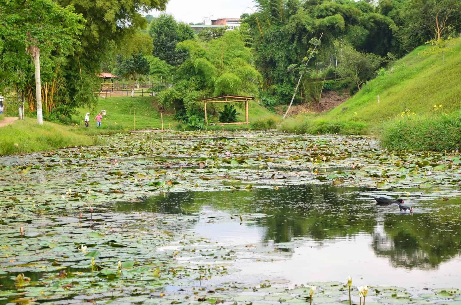 Bigger pond at Parque Lago de la Pradera in Dosquebradas, Risaralda, Colombia