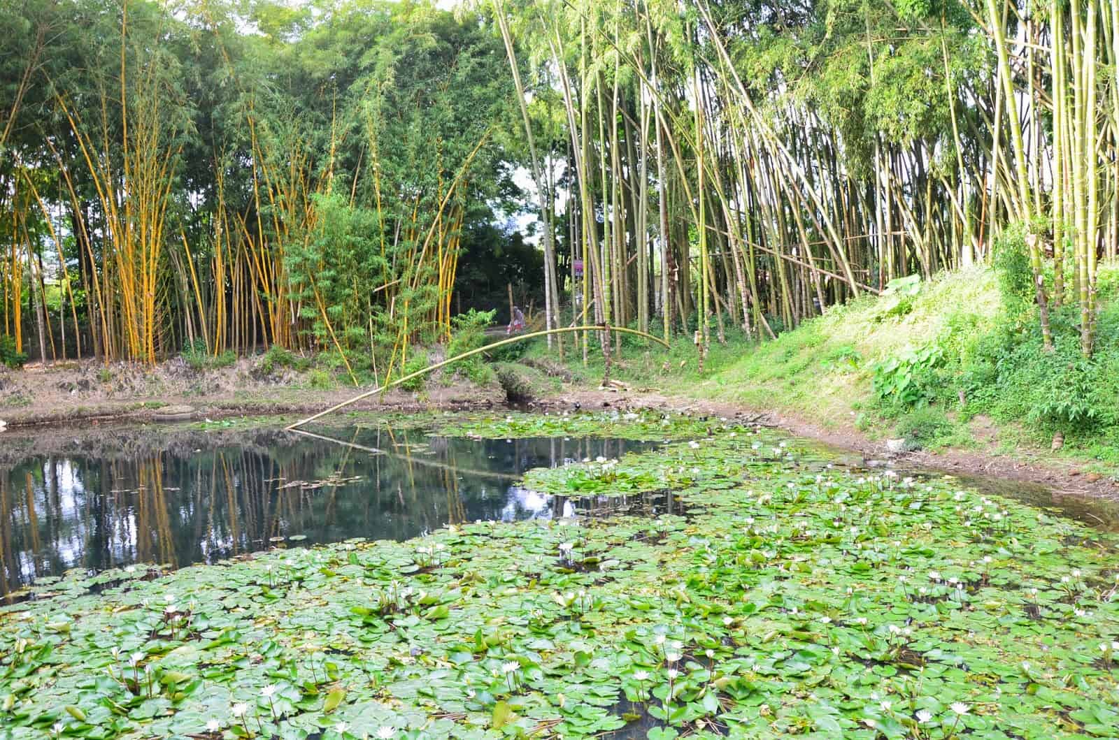 Pond at Parque Lago de la Pradera in Dosquebradas, Risaralda, Colombia