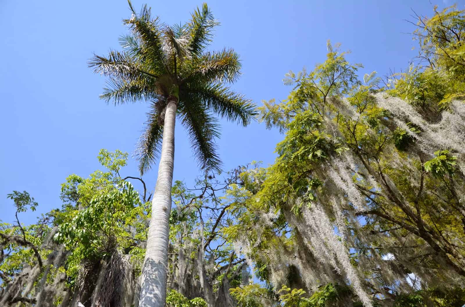 Looking up at the trees in the plaza in Santuario, Risaralda, Colombia