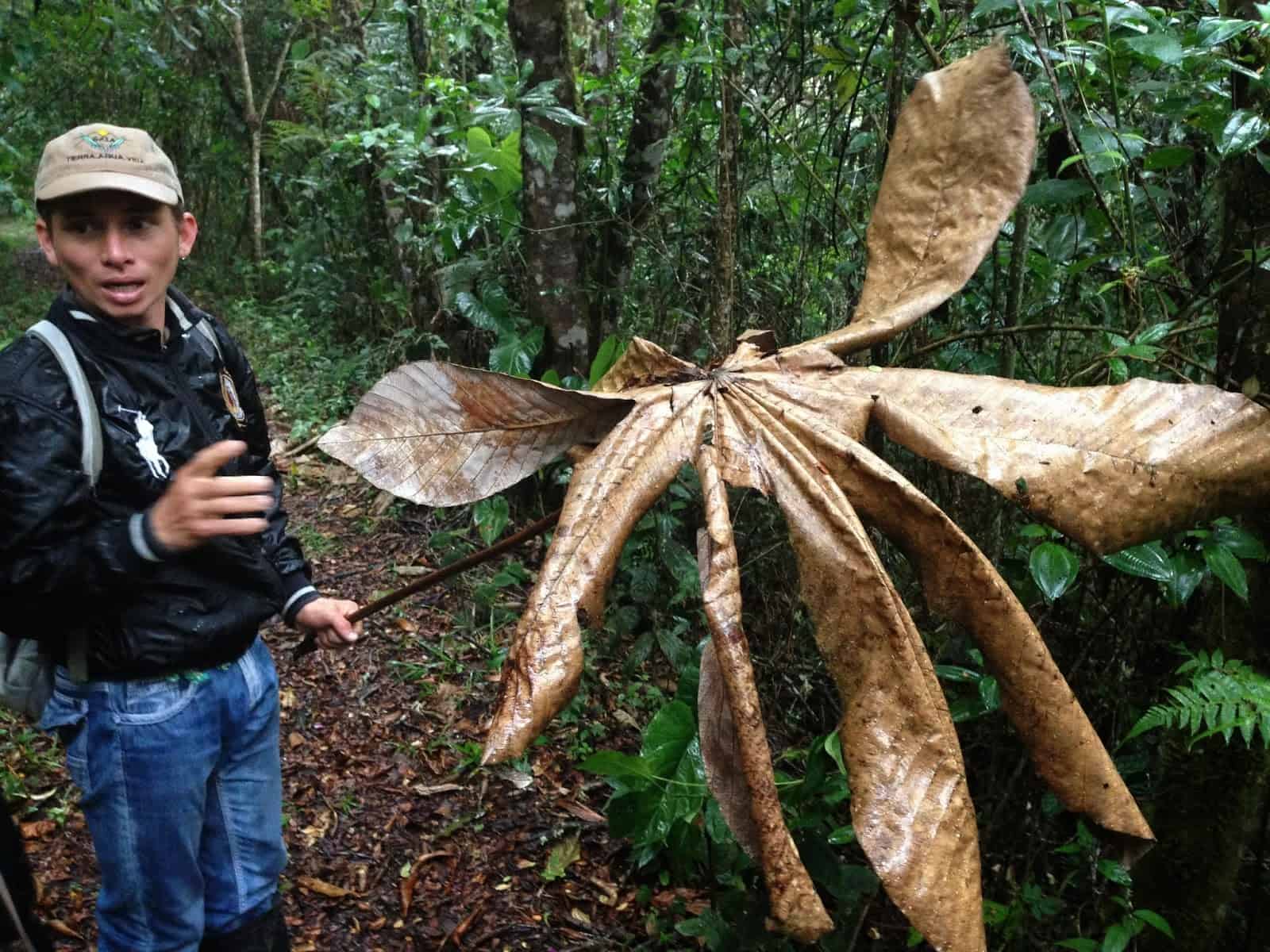 Our guide showing us an interesting leaf in Parque Nacional Natural Tatamá in Colombia