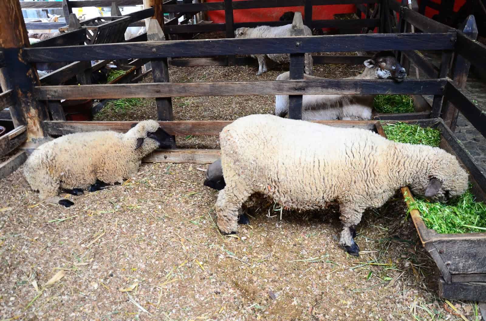 Sheep at the Livestock Station at Panaca in Colombia