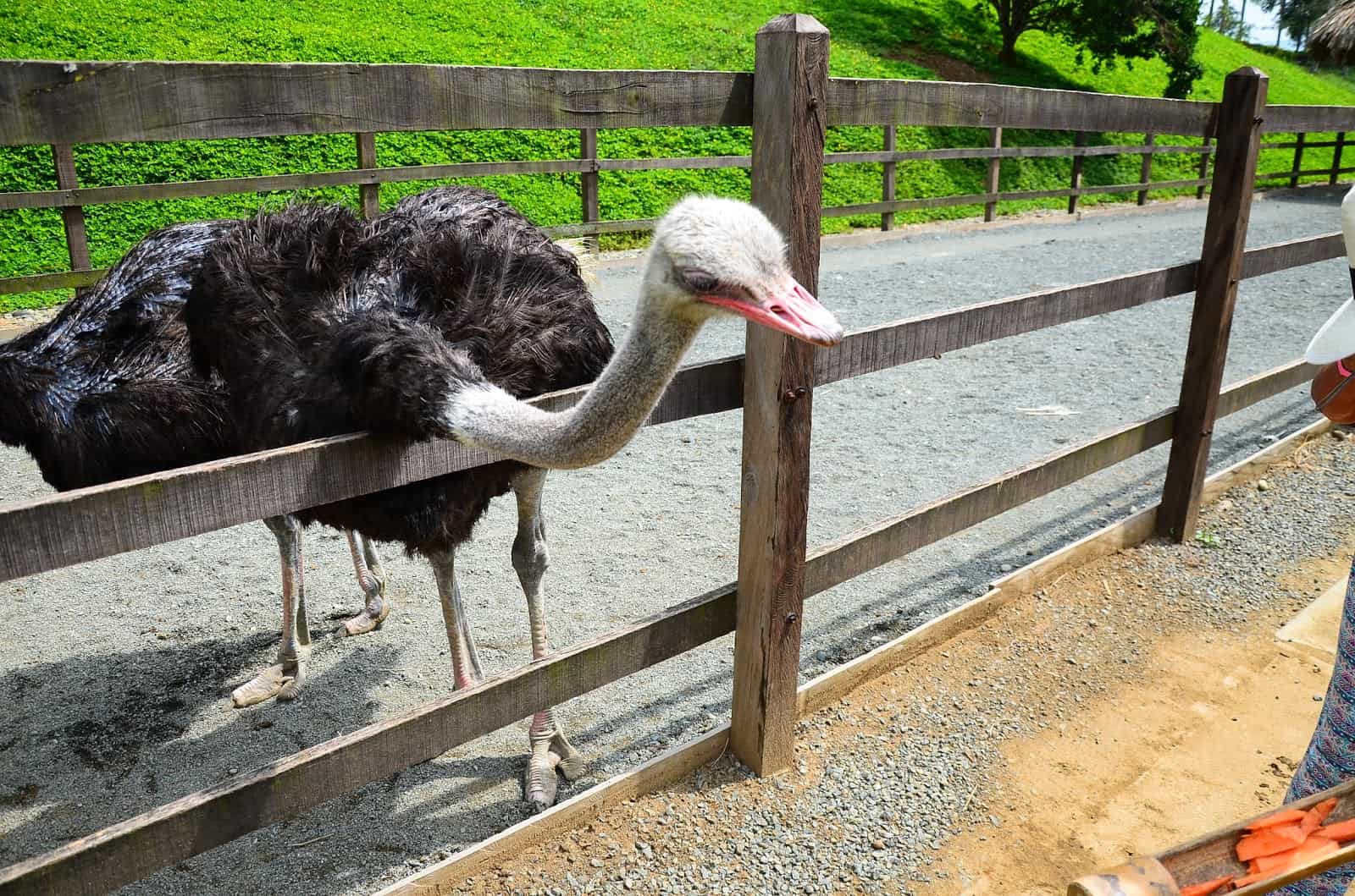 Ostrich Station at Panaca in Colombia