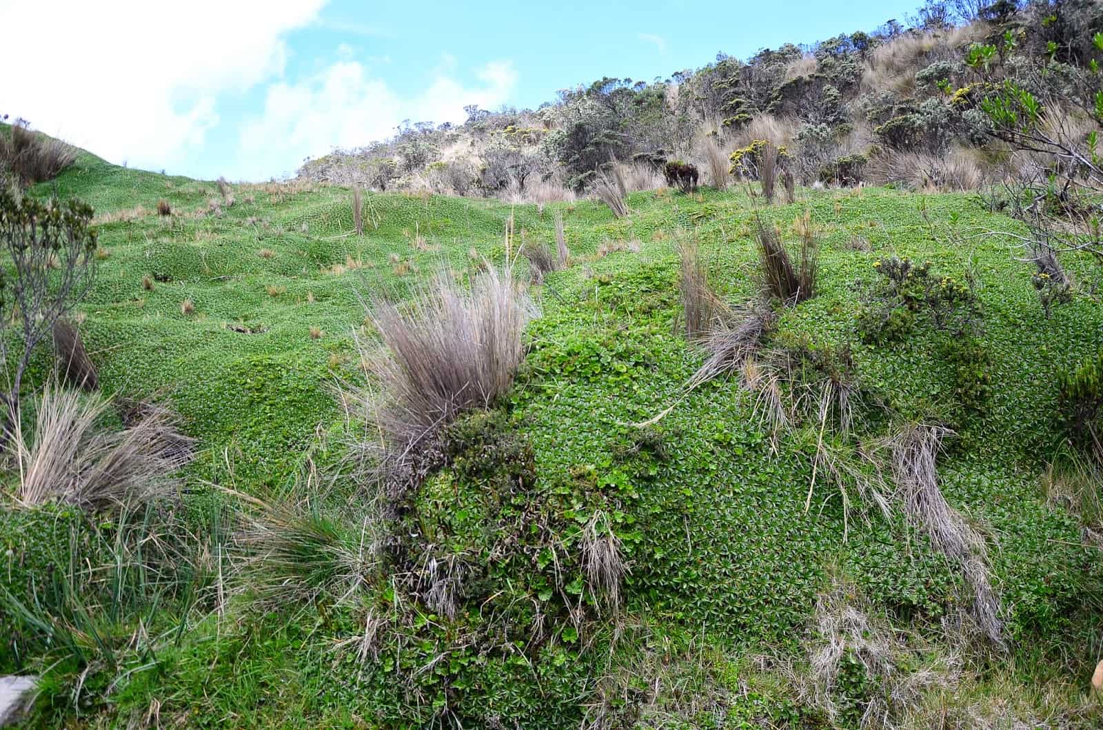 Interesting vegetation at Los Nevados National Park in Colombia