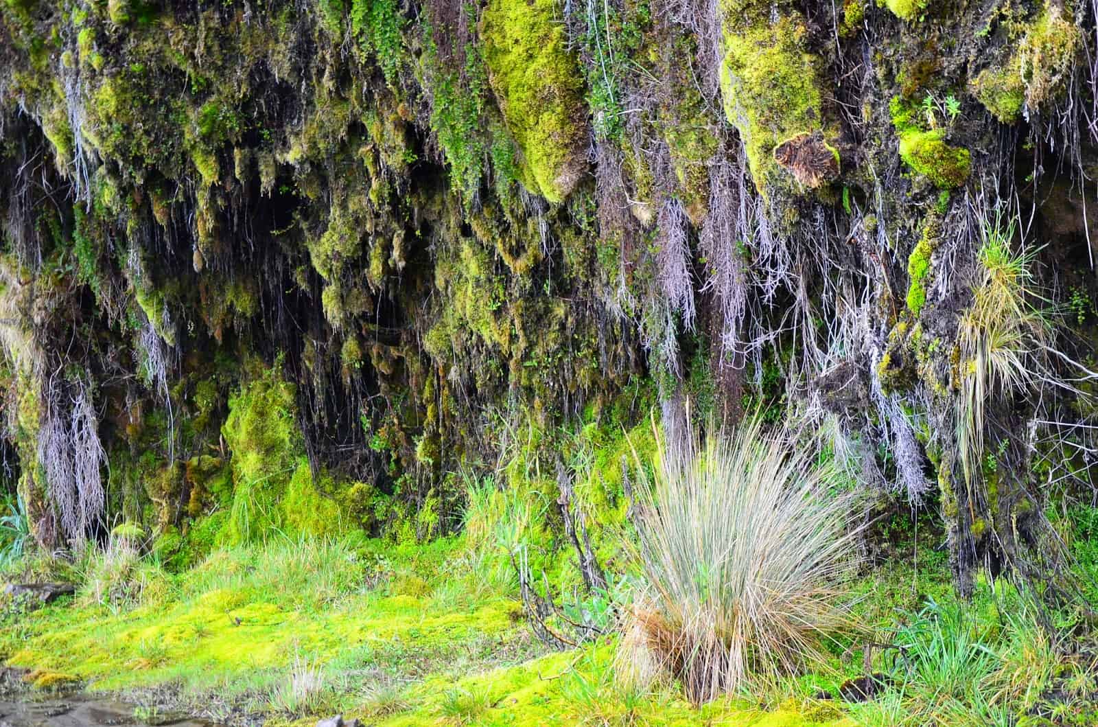 Vegetation at Aguacerales at Los Nevados National Park in Colombia