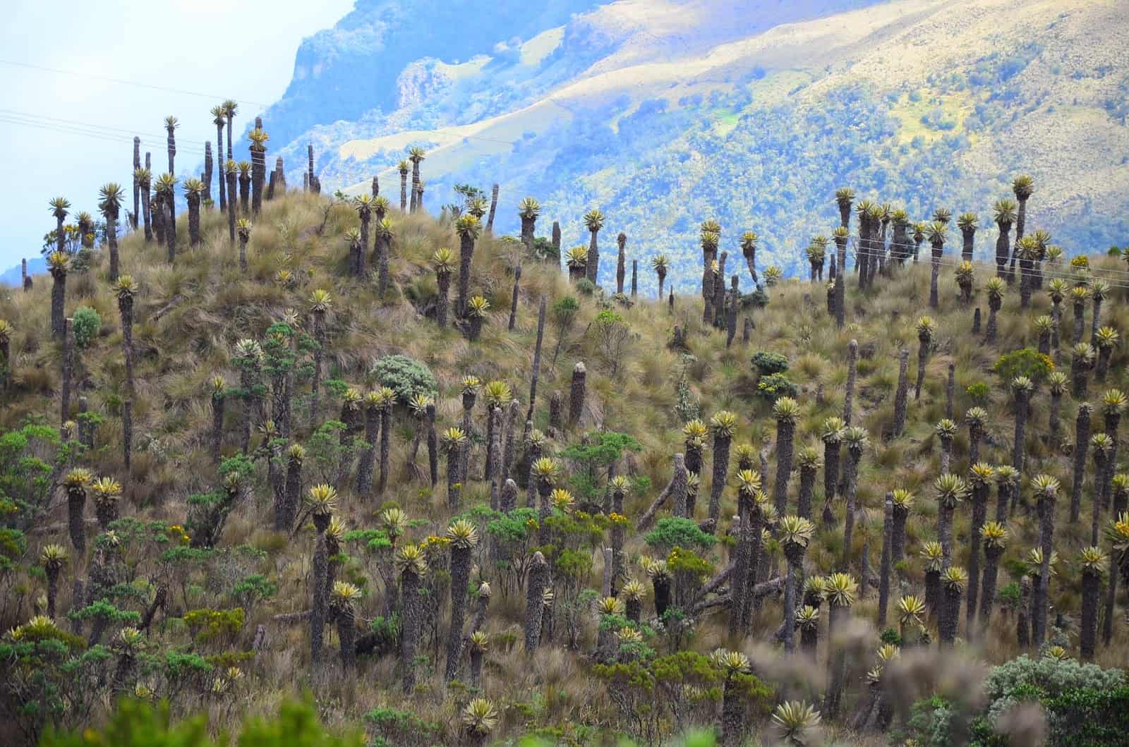 Frailejones at Los Nevados National Park in Colombia