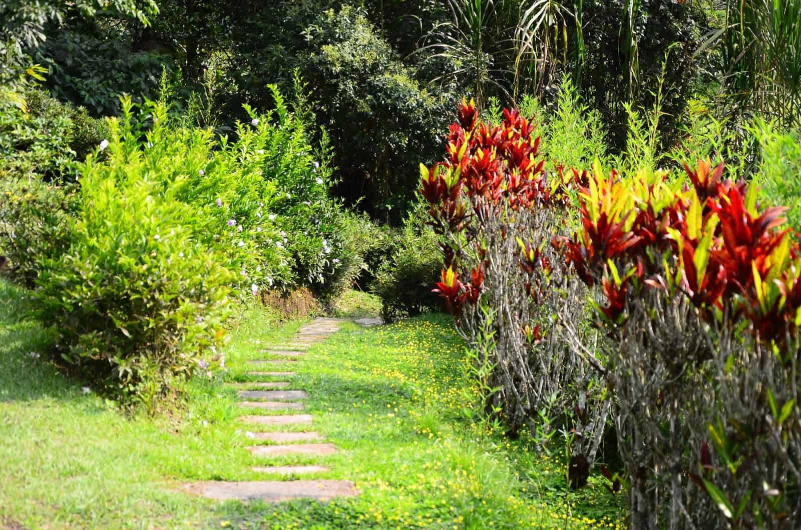 A path through San Jorge Botanical Garden in Ibagué, Tolima, Colombia