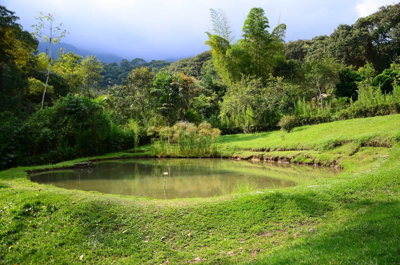 A small pond at San Jorge Botanical Garden in Ibagué, Tolima, Colombia