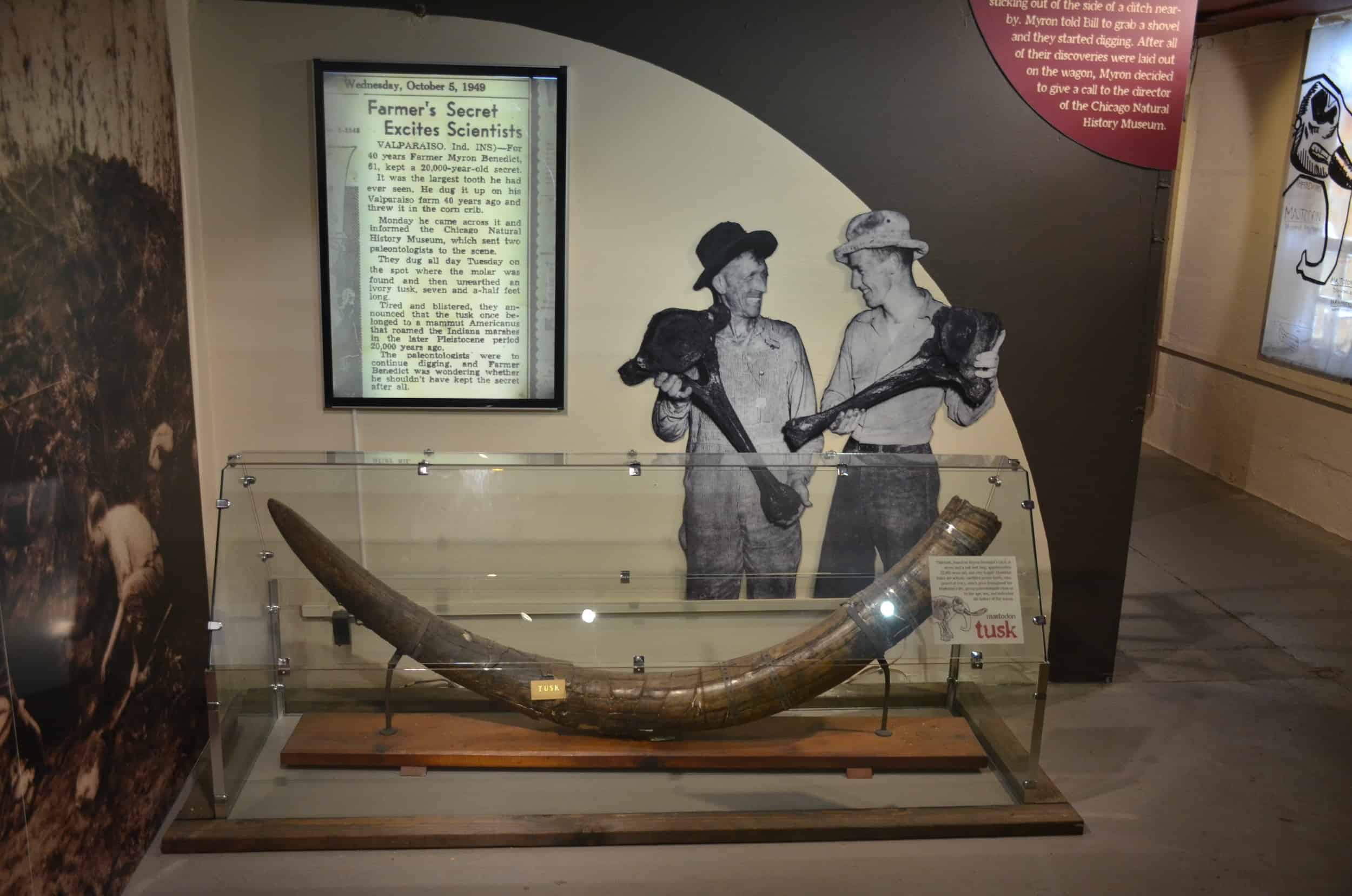 Mastodon tusk at the Porter County Museum in Valparaiso, Indiana