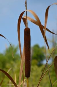 Cattail on the Great Marsh Trail at Indiana Dunes National Park