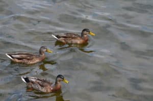 Ducks enjoying the lake at Portage Lakefront and Riverwalk, Indiana Dunes National Park