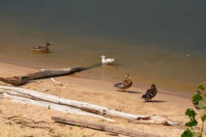 Ducks on the beach at Portage Lakefront and Riverwalk, Indiana Dunes National Park
