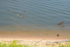 Ducks on Lake Michigan